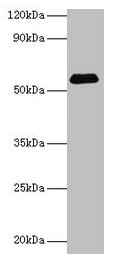 SUOX / Sulfite Oxidase Antibody - Western blot All lanes: Sulfite oxidase, mitochondrial antibody at 2µg/ml + Hela whole cell lysate Secondary Goat polyclonal to rabbit IgG at 1/15000 dilution Predicted band size: 50 kDa Observed band size: 50 kDa
