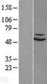 SUOX / Sulfite Oxidase Protein - Western validation with an anti-DDK antibody * L: Control HEK293 lysate R: Over-expression lysate