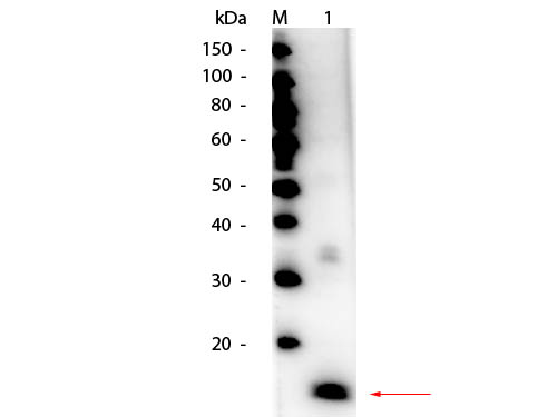 Superoxide Dismutase Antibody - Western Blot of HRP Conjugated Superoxide Dismutase Antibody. Lane 1: Superoxide Dismutase Load: 50 ng per lane. Primary antibody: HRP Conjugated Superoxide Dismutase Antibody at 1:1,000 overnight at 4°C. Secondary antibody: none Detected directly using FEMTOMAX Substrate Block: MB-070 for 30 min at RT. Predicted/Observed size: 15.6 kDa, 15.6 kDa.