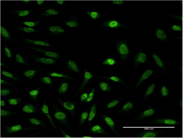 SUPT4H1 / SPT4 Antibody - Immunofluorescence of monoclonal antibody to SUPT4H1 on HeLa cell . [antibody concentration 10 ug/ml]