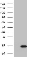 SUPT4H1 / SPT4 Antibody - HEK293T cells were transfected with the pCMV6-ENTRY control (Left lane) or pCMV6-ENTRY SUPT4H1 (Right lane) cDNA for 48 hrs and lysed. Equivalent amounts of cell lysates (5 ug per lane) were separated by SDS-PAGE and immunoblotted with anti-SUPT4H1.
