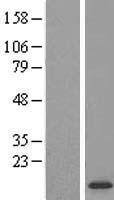 SUPT4H1 / SPT4 Protein - Western validation with an anti-DDK antibody * L: Control HEK293 lysate R: Over-expression lysate
