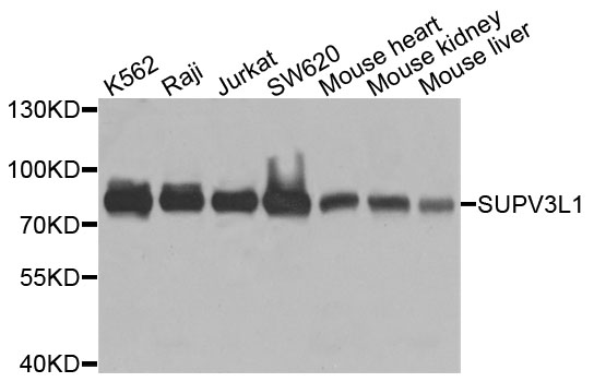 SUPV3L1 Antibody - Western blot analysis of extracts of various cells.