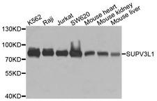 SUPV3L1 Antibody - Western blot analysis of extracts of various cells.
