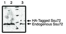 SURF1 Antibody - Western blot of Ssu72 antibody on MCF-7 (1), Cos-7 (2) and Cos-7 cells transfected with HA-Tagged Ssu72 protein (3).