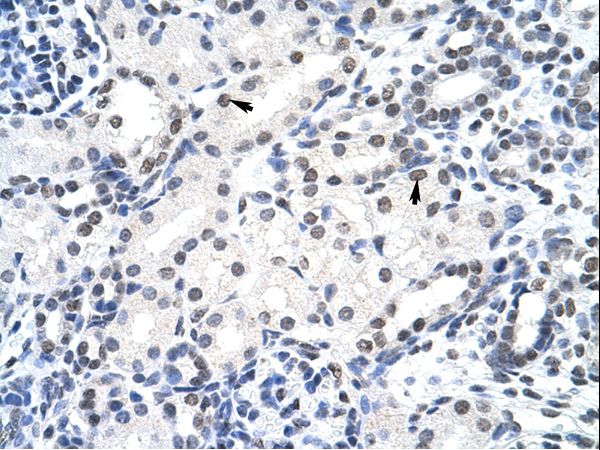SURF6 Antibody - SURF6 antibody ARP40681_T100-NP_006744-SURF6 (surfeit 6) Antibody was used in IHC to stain formalin-fixed, paraffin-embedded human kidney.  This image was taken for the unconjugated form of this product. Other forms have not been tested.