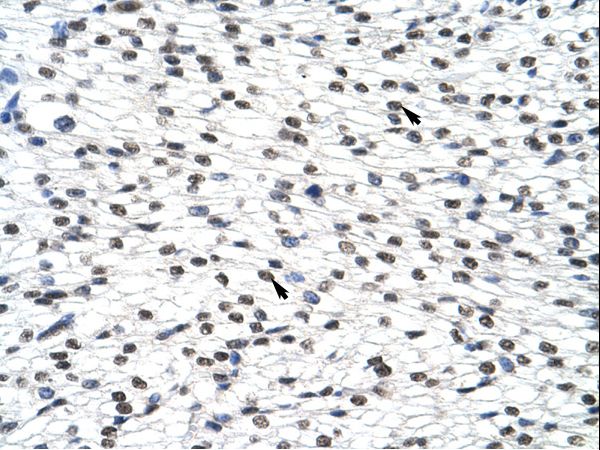SURF6 Antibody - SURF6 antibody ARP40681_T100-NP_006744-SURF6 (surfeit 6) Antibody was used in IHC to stain formalin-fixed, paraffin-embedded human heart.  This image was taken for the unconjugated form of this product. Other forms have not been tested.