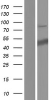 SURF6 Protein - Western validation with an anti-DDK antibody * L: Control HEK293 lysate R: Over-expression lysate