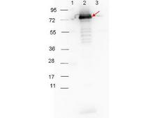 Surface Lipoprotein p27 Antibody - Western blot showing detection of 0.1 µg of recombinant p27 protein. Lane 1: Molecular weight markers. Lane 2: MBP-p27 fusion protein (arrow; expected MW: 73.3 kDa). Lane 3: MBP alone. Protein was run on a 4-20% gel, then transferred to 0.45 µm nitrocellulose. After blocking with 1% BSA-TTBS overnight at 4°C, primary antibody was used at 1:1000 at room temperature for 30 min. HRP-conjugated Goat-Anti-Rabbit secondary antibody was used at 1:40,000 in MB-070 blocking buffer and imaged on the VersaDoc MP 4000 imaging system (Bio-Rad).