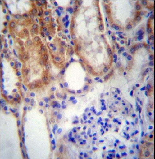 SUSD2 Antibody - SUSD2 Antibody immunohistochemistry of formalin-fixed and paraffin-embedded human kidney tissue followed by peroxidase-conjugated secondary antibody and DAB staining.