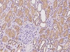 SUSD2 Antibody - Immunochemical staining of human SUSD2 in human kidney with rabbit polyclonal antibody at 1:100 dilution, formalin-fixed paraffin embedded sections.