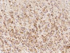 SUSD3 Antibody - Immunochemical staining of human SUSD3 in human adrenal gland with rabbit polyclonal antibody at 1:100 dilution, formalin-fixed paraffin embedded sections.