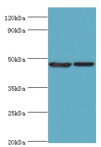 SUV39H2 Antibody - Western blot. All lanes: Histone-lysine N-methyltransferase SUV39H2 antibody at 0.32 ug/ml. Lane 1: HepG2 whole cell lysate. Lane 2: HeLa whole cell lysate. Secondary antibody: Goat polyclonal to rabbit at 1:10000 dilution. Predicted band size: 47 kDa. Observed band size: 47 kDa.