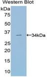 SUV420H2 Antibody - Western blot of recombinant SUV420H2.  This image was taken for the unconjugated form of this product. Other forms have not been tested.