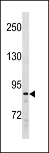 SUZ12 Antibody - SUZ12 Antibody western blot of Ramos cell line lysates (35 ug/lane). The SUZ12 antibody detected the SUZ12 protein (arrow).