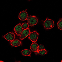 SUZ12 Antibody - Immunofluorescence of MCF-7 cells using SUZ12 mouse monoclonal antibody (green). Red: Actin filaments have been labeled with Alexa Fluor-555 phalloidin.