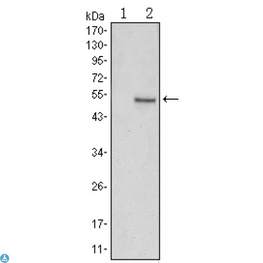 SUZ12 Antibody - Western Blot (WB) analysis using SUZ12 Monoclonal Antibody against HEK293 (1) and SUZ12-hIgGFc transfected HEK293 (2) cell lysate.