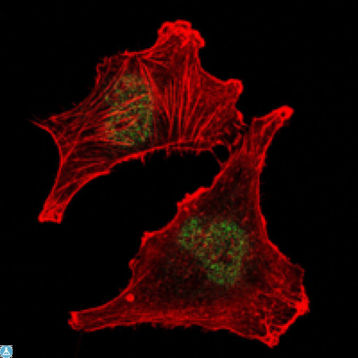 SUZ12 Antibody - Immunofluorescence (IF) analysis of U251 cells using SUZ12 Monoclonal Antibody (green). Red: Actin filaments have been labeled with Alexa Fluor-555 phalloidin.