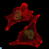 SUZ12 Antibody - Immunofluorescence (IF) analysis of U251 cells using SUZ12 Monoclonal Antibody (green). Red: Actin filaments have been labeled with Alexa Fluor-555 phalloidin.