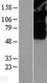 SV2B Protein - Western validation with an anti-DDK antibody * L: Control HEK293 lysate R: Over-expression lysate