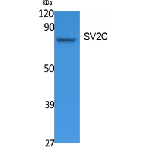 SV2C Antibody - Western blot of SV2C antibody