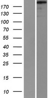 SVIL / Supervillin Protein - Western validation with an anti-DDK antibody * L: Control HEK293 lysate R: Over-expression lysate