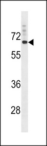 SVOP Antibody - SVOP Antibody western blot of HepG2 cell line lysates (35 ug/lane). The SVOP antibody detected the SVOP protein (arrow).