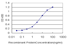 SWAP70 Antibody - Detection limit for recombinant GST tagged SWAP70 is approximately 0.1 ng/ml as a capture antibody.