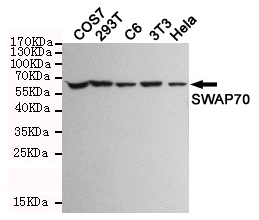 SWAP70 Antibody - Western blot detection of SWAP70 in COS7, 293T, C6, 3T3 and HeLa cell lysates and using SWAP70 mouse monoclonal antibody (1:1000 dilution). Predicted band size: 70KDa. Observed band size: 70KDa.