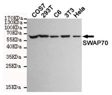 SWAP70 Antibody - Western blot detection of SWAP70 in COS7, 293T, C6, 3T3 and HeLa cell lysates and using SWAP70 mouse monoclonal antibody (1:1000 dilution). Predicted band size: 70KDa. Observed band size: 70KDa.