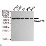 SWAP70 Antibody - Western blot detection of SWAP70 in COS7, 293T, C6, 3T3 and Hela cell lysates and using SWAP70 mouse mAb (1:1000 diluted). Predicted band size: 70KDa. Observed band size: 70KDa.