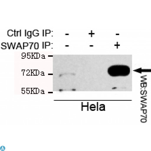 SWAP70 Antibody - Immunoprecipitation analysis of Hela cell lysate using SWAP70 mouse mAb.