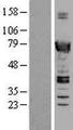 SWAP70 Protein - Western validation with an anti-DDK antibody * L: Control HEK293 lysate R: Over-expression lysate
