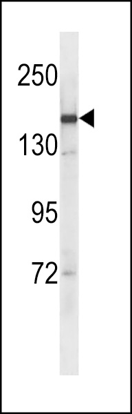 Anti Sycp2 Scp 2 Antibody Rabbit Anti Human Polyclonal Wb Lsbio