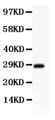 SYCP3 / SCP3 Antibody - SCP3 antibody Western blot. All lanes: Anti SCP3 at 0.5 ug/ml. WB: HT1080 Whole Cell Lysate at 40 ug. Predicted band size: 28 kD. Observed band size: 28 kD.