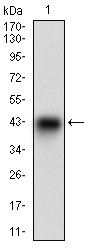 SYCP3 / SCP3 Antibody - Western blot using SYCP3 monoclonal antibody against human SYCP3 recombinant protein. (Expected MW is 37.2 kDa)
