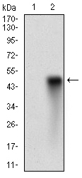 SYCP3 / SCP3 Antibody - Western blot using SYCP3 monoclonal antibody against HEK293 (1) and SYCP3 (AA: 27-128)-hIgGFc transfected HEK293 (2) cell lysate.
