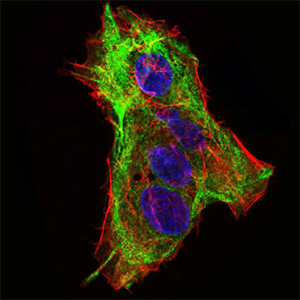 SYCP3 / SCP3 Antibody - Immunofluorescence of HepG2 cells using SYCP3 mouse monoclonal antibody (green). Blue: DRAQ5 fluorescent DNA dye. Red: Actin filaments have been labeled with Alexa Fluor-555 phalloidin.