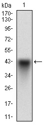 SYCP3 / SCP3 Antibody - Western blot using SYCP3 monoclonal antibody against human SYCP3 recombinant protein. (Expected MW is 37.2 kDa)