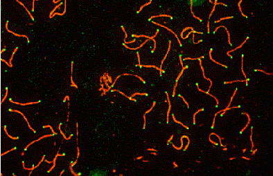 SYCP3 / SCP3 Antibody - SCP3 labeled in mouse pachytene preparation (red), using SCP3 Antibody Rabbit Polyclonal anti-SCP3. CDK2 staining, near teleomeres, is also present (green).  This image was taken for the unconjugated form of this product. Other forms have not been tested.