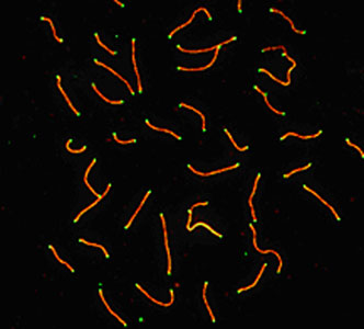 SYCP3 / SCP3 Antibody - SCP3 labeled in mouse pachytene preparation (red), using  SYCP3 / SCP3 Antibody. CDK2 staining, near teleomeres, is also present (green). This image was taken for the unconjugated form of this product. Other forms have not been tested.
