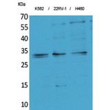 SYCP3 / SCP3 Antibody - Western blot of SCP-3 antibody