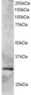 SYF2 / p29 Antibody - Antibody staining (2 ug/ml) of Human Heart lysate (RIPA buffer, 35 ug total protein per lane). Primary incubated for 1 hour. Detected by Western blot of chemiluminescence.