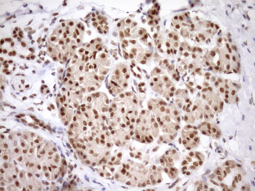 SYF2 / p29 Antibody - IHC of paraffin-embedded Human pancreas tissue using anti-SYF2 mouse monoclonal antibody. (Heat-induced epitope retrieval by Tris-EDTA, pH8.0)(1:150).