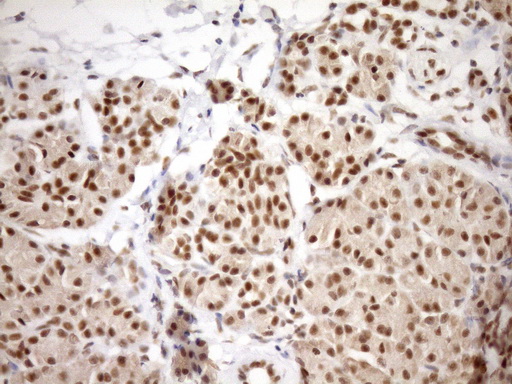 SYF2 / p29 Antibody - IHC of paraffin-embedded Human thyroid tissue using anti-SYF2 mouse monoclonal antibody. (Heat-induced epitope retrieval by Tris-EDTA, pH8.0)(1:150).