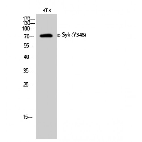SYK Antibody - Western blot of Phospho-Syk (Y348) antibody