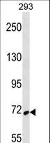 SYK Antibody - SYK Antibody western blot of 293 cell line lysates (35 ug/lane). The SYK antibody detected the SYK protein (arrow).