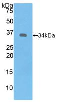 SYK Antibody - Western Blot; Sample: Recombinant SYK, Human.