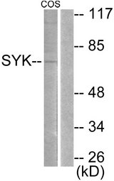 SYK Antibody - Western blot analysis of lysates from COS, using SYK Antibody. The lane on the right is blocked with the synthesized peptide.