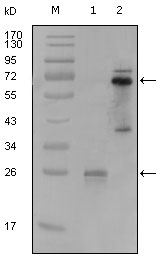 SYK Antibody - Western blot using SYK mouse monoclonal antibody against truncated SYK-His recombinant protein (1) and PMA induced THP-1 cell lysate (2).